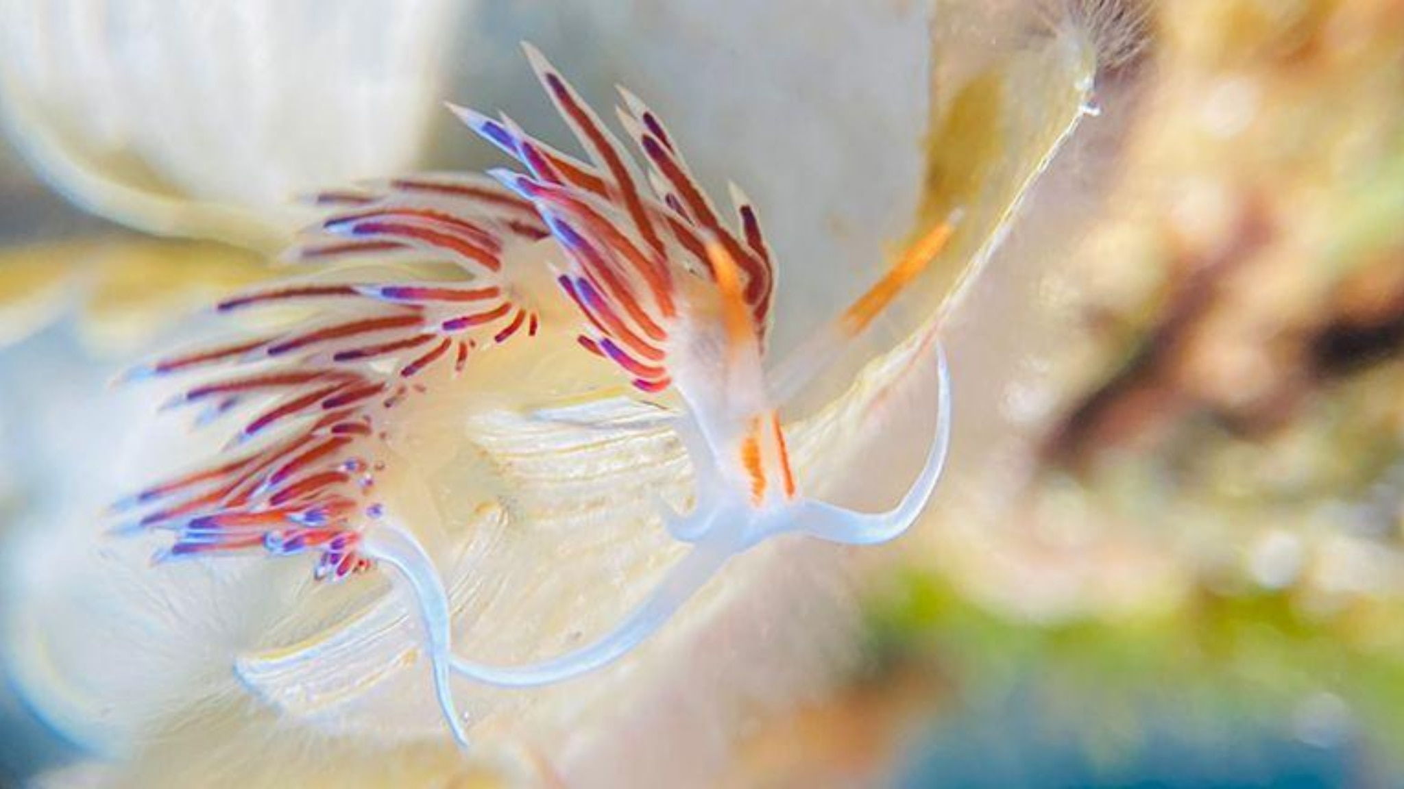 A Ventotene assegnati i quattro scudetti della Fotografia subacquea
