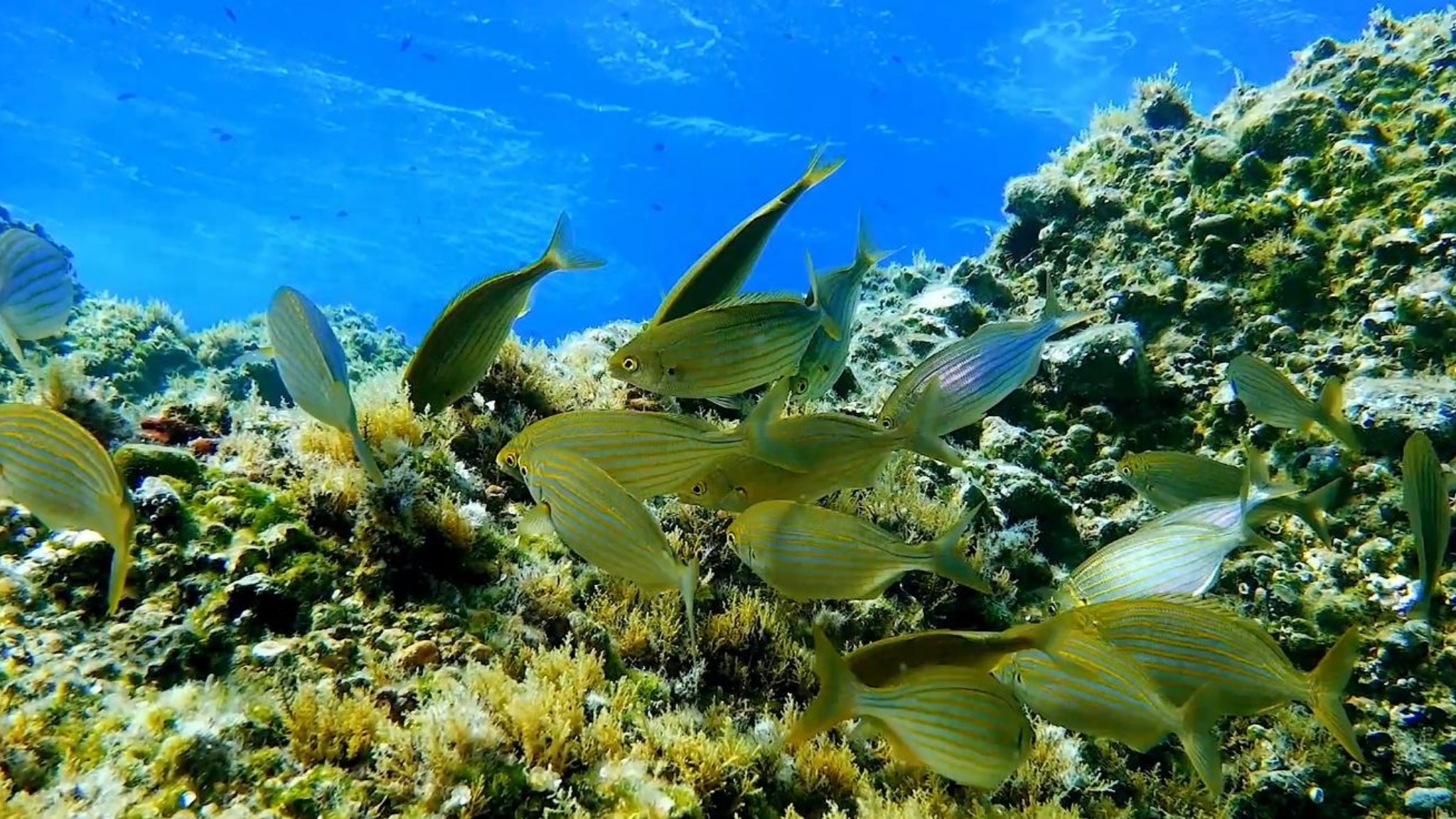 La vita del 'safarista' nell'Area Marina Protetta di Ventotene